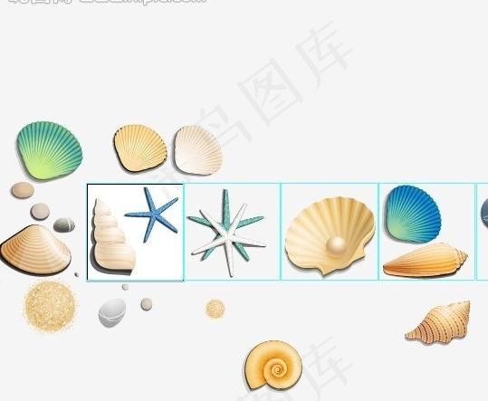 贝壳图片