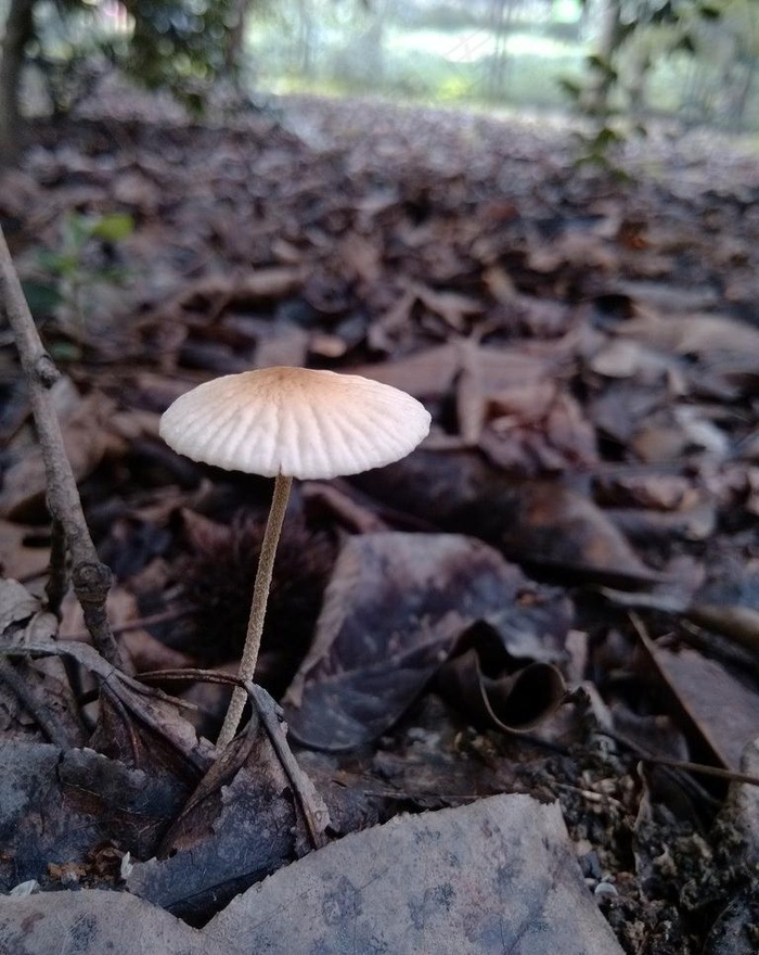 菌菇图片