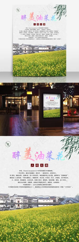 油菜花 最美油菜花 春天 花