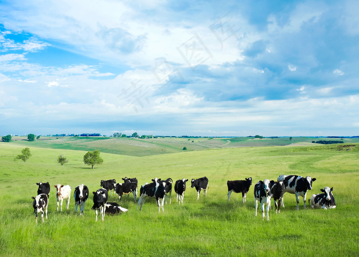 草原上的奶牛图片
