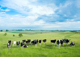 草原上的奶牛图片