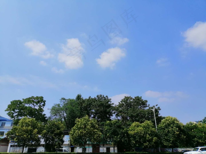 绿植