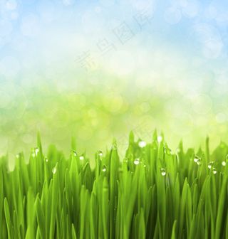 草上的水珠图片