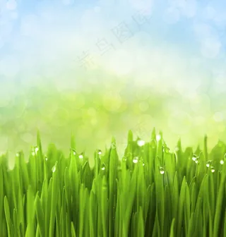 草上的水珠图片