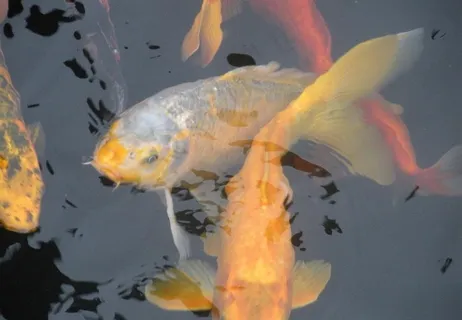 锦鲤图片 锦鲤图片