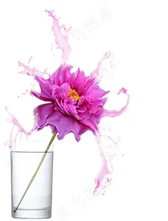 鲜艳的花图片 鲜艳的花图片