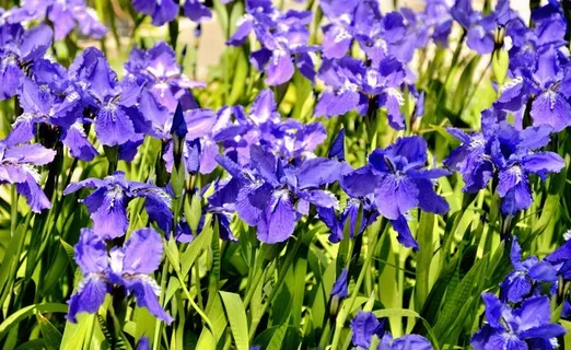 春天的鸢尾花图片