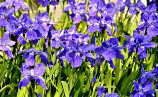 春天的鸢尾花图片