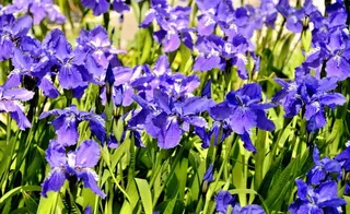 春天的鸢尾花图片