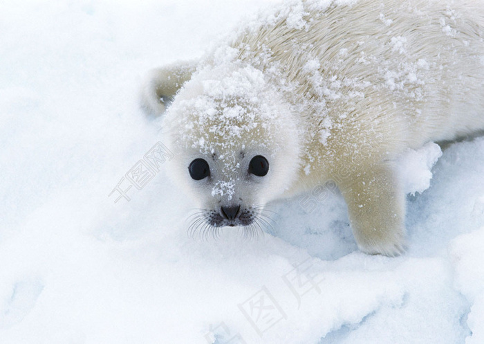 雪地上的海豹图片