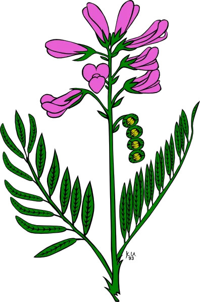 紫色的花剪辑艺术