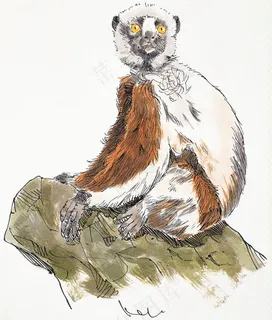 灵长动物 动物插图_29 灵长动物 动物插图_29