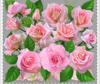 精品玫瑰花图片