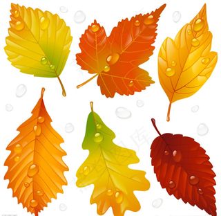 矢量枫叶素材
