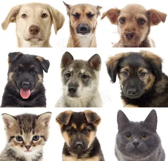 可爱宠物狗与宠物猫图片 可爱宠物狗与宠物猫图片