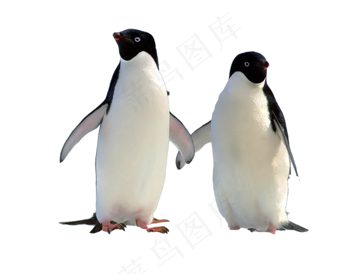 南极世界极地动物企鹅PNG素材psd模版下载