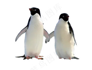 南极世界极地动物企鹅PNG素材
