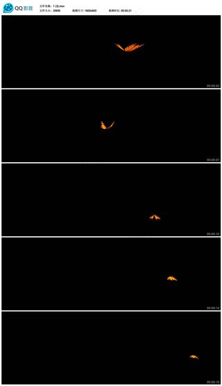 蝴蝶飞视频素材