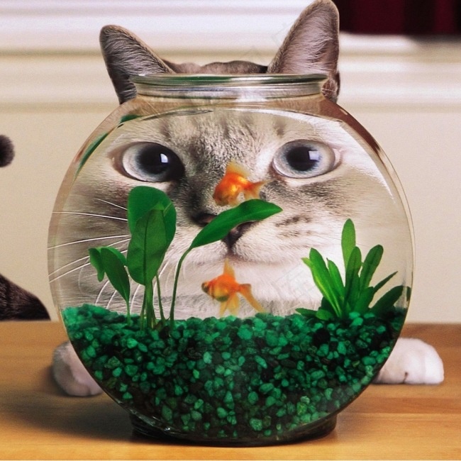 猫咪