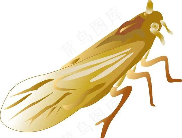 飞虱图片ai矢量模版下载