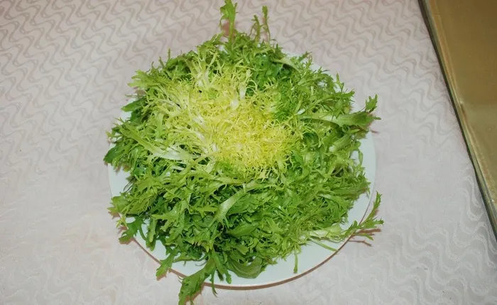 苦菊图片