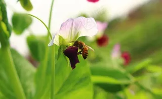 蜜蜂与豌豆图片