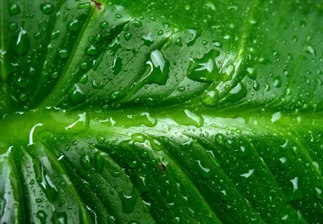 绿叶 水滴 水珠 露水图片 绿叶 水滴 水珠 露水图片