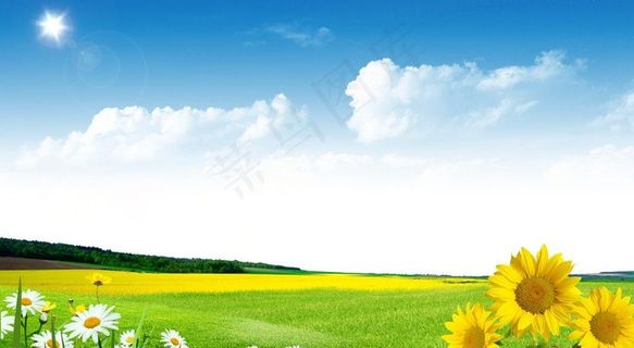 阳光下的草地图片