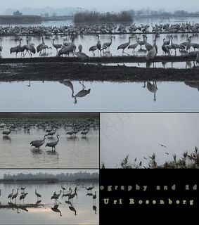 丹顶鹤实拍视频素材源文件下载