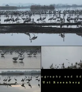 丹顶鹤实拍视频素材源文件下载