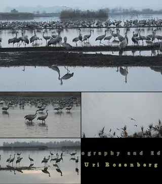 丹顶鹤实拍视频素材源文件下载