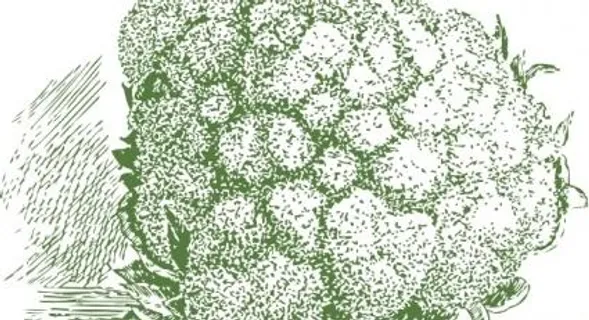 菜花植物剪贴画