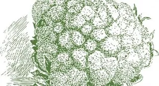 菜花植物剪贴画