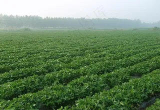 田园风光 花生图片