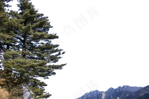 高耸如云四季常青的松树