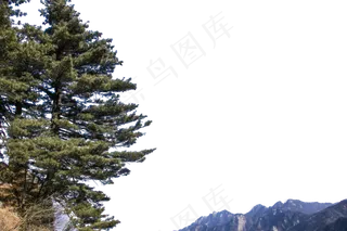 高耸如云四季常青的松树