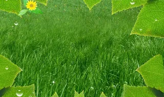 树叶 草地 绿色图片