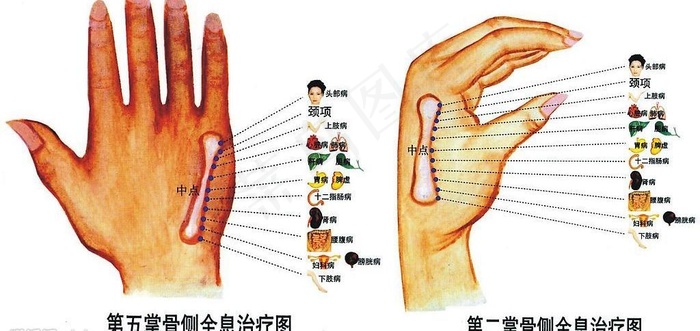 手掌反射区全息治疗图图片