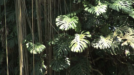 夏威夷切叶喜林芋龟背竹股票视频