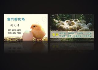 小鸡养殖孵化名片 简约 养殖