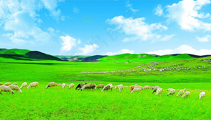 草原羊群图片
