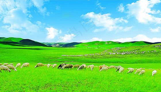 草原羊群图片