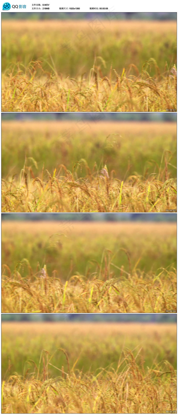 金色稻田视频
