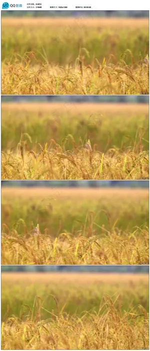 金色稻田视频