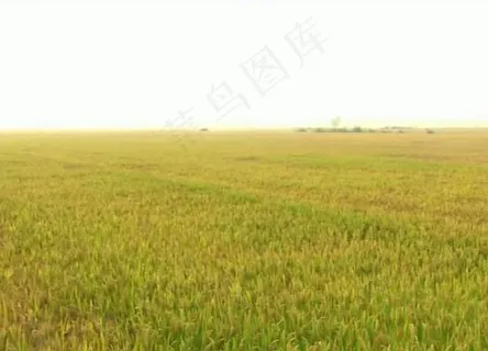 农业背景视频素材图片