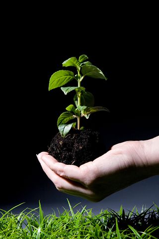 草地上手捧一颗小草特写图片