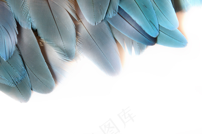 蓝色羽毛图片