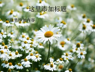 洁白纯净的花朵(4)