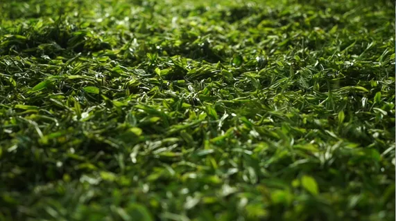 茶鲜叶 茶鲜叶