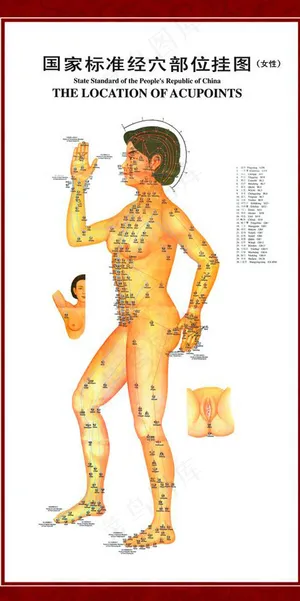 人体穴位图
